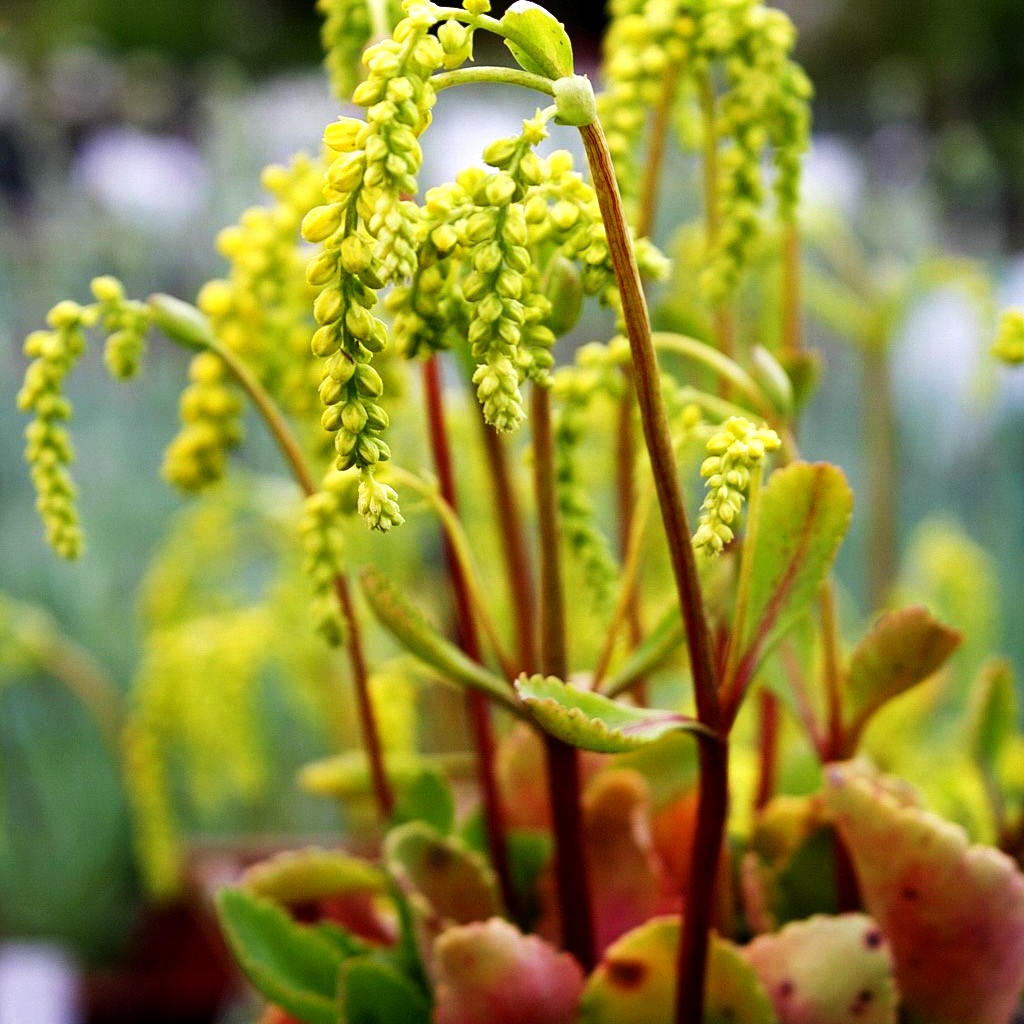 Goldtröpfchen (Chiastophyllum oppositifolium)
