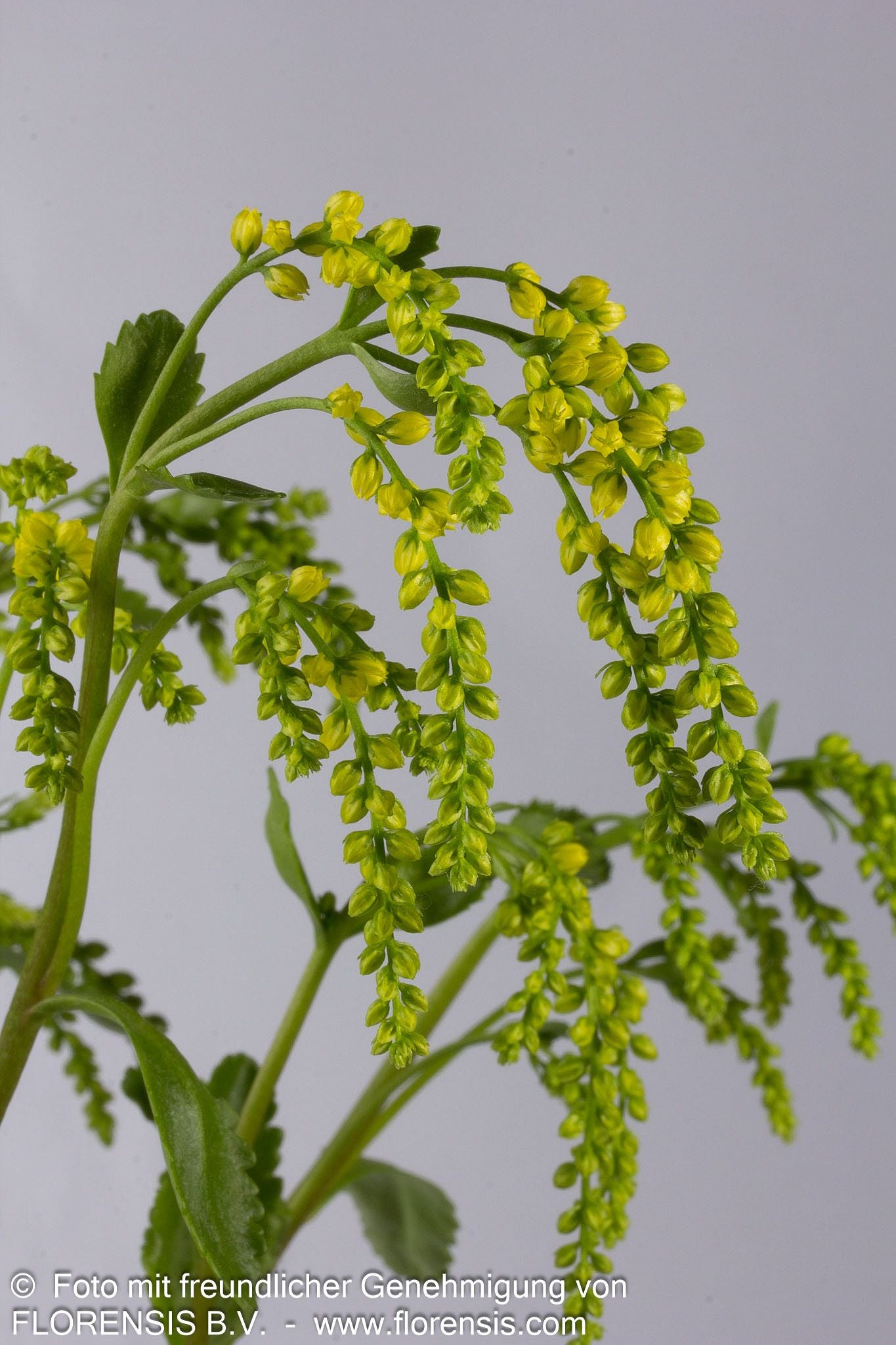 Goldtröpfchen (Chiastophyllum oppositifolium)