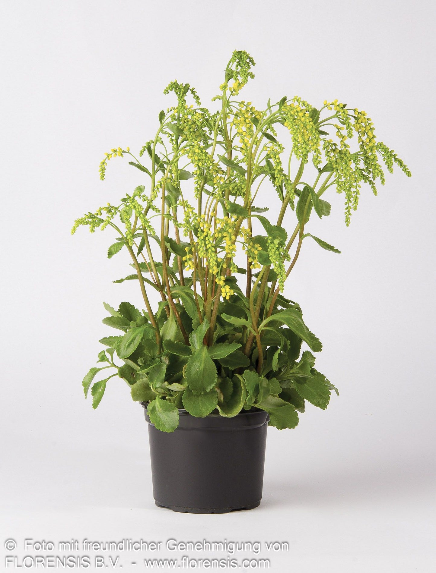 Goldtröpfchen (Chiastophyllum oppositifolium)