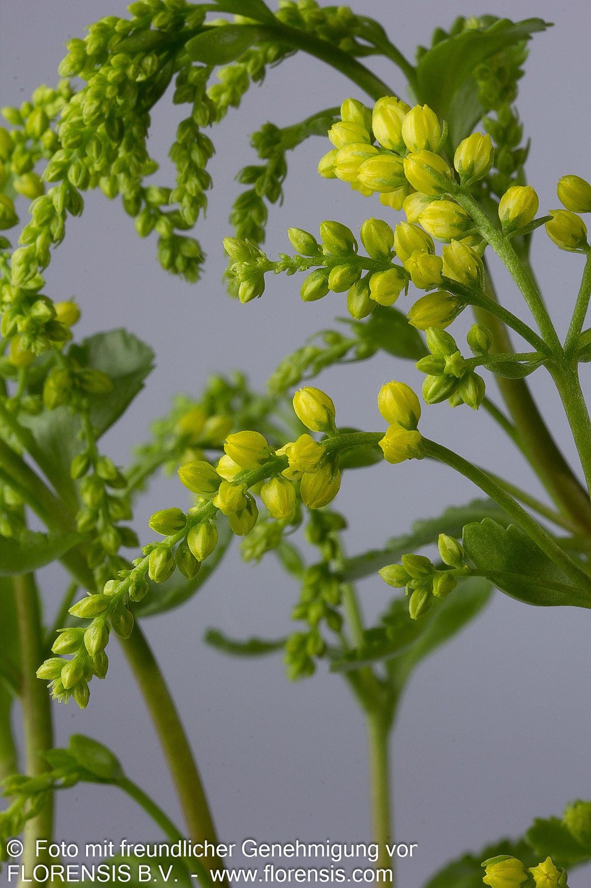 Goldtröpfchen (Chiastophyllum oppositifolium)