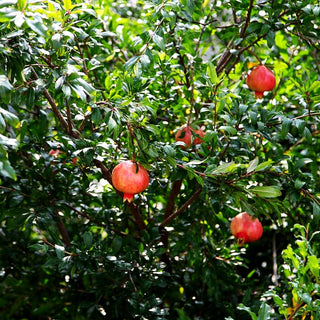 Granatapfelbaum (Punica granatum)