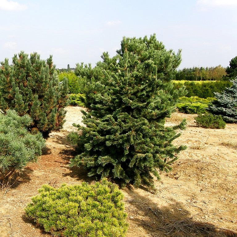 Grannen-Kiefer (Pinus aristata)