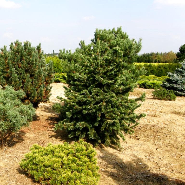 Grannen-Kiefer (Pinus aristata)