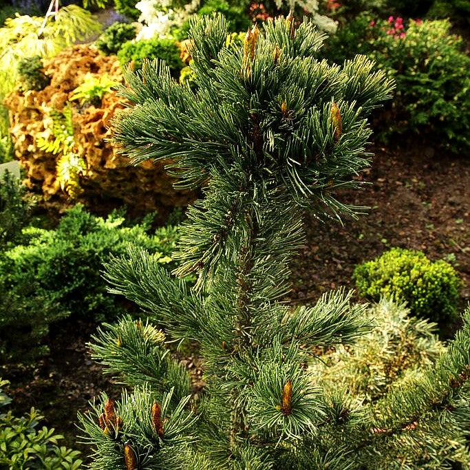 Grannen-Kiefer (Pinus aristata)