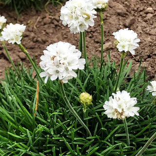 Grasnelke 'Alba' (Armeria maritima)