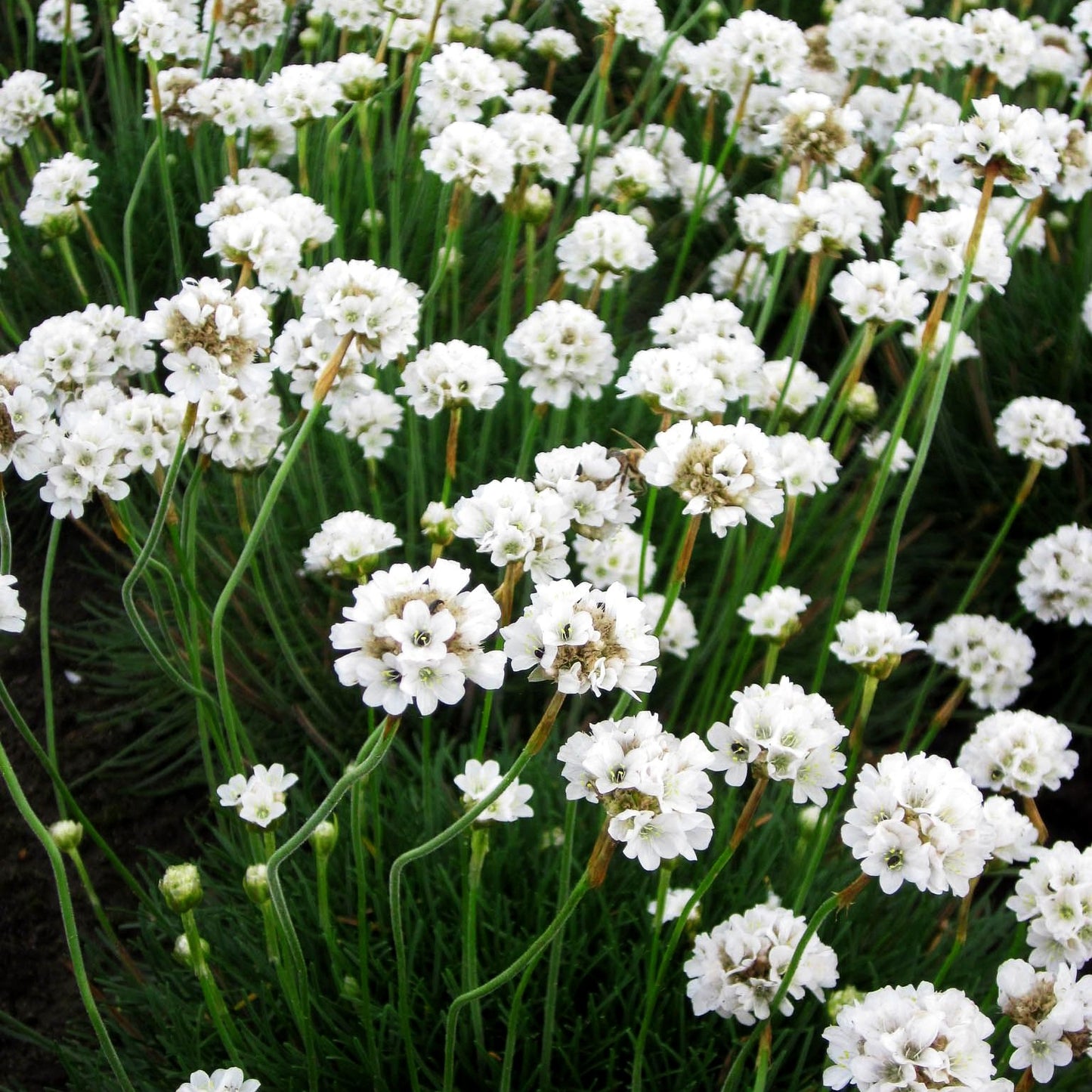 Grasnelke 'Alba' (Armeria maritima)