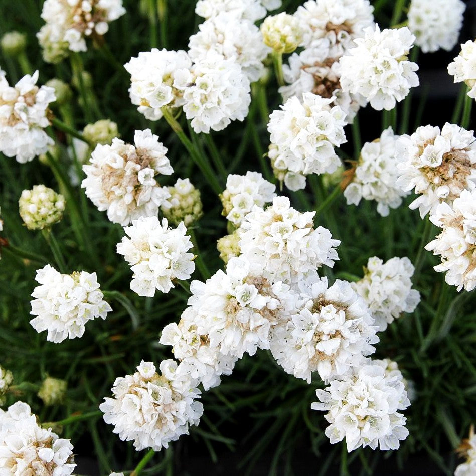 Grasnelke 'Alba' (Armeria maritima)