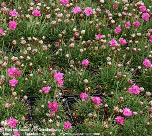 Grasnelke 'Armada Rose' (Armeria maritima)