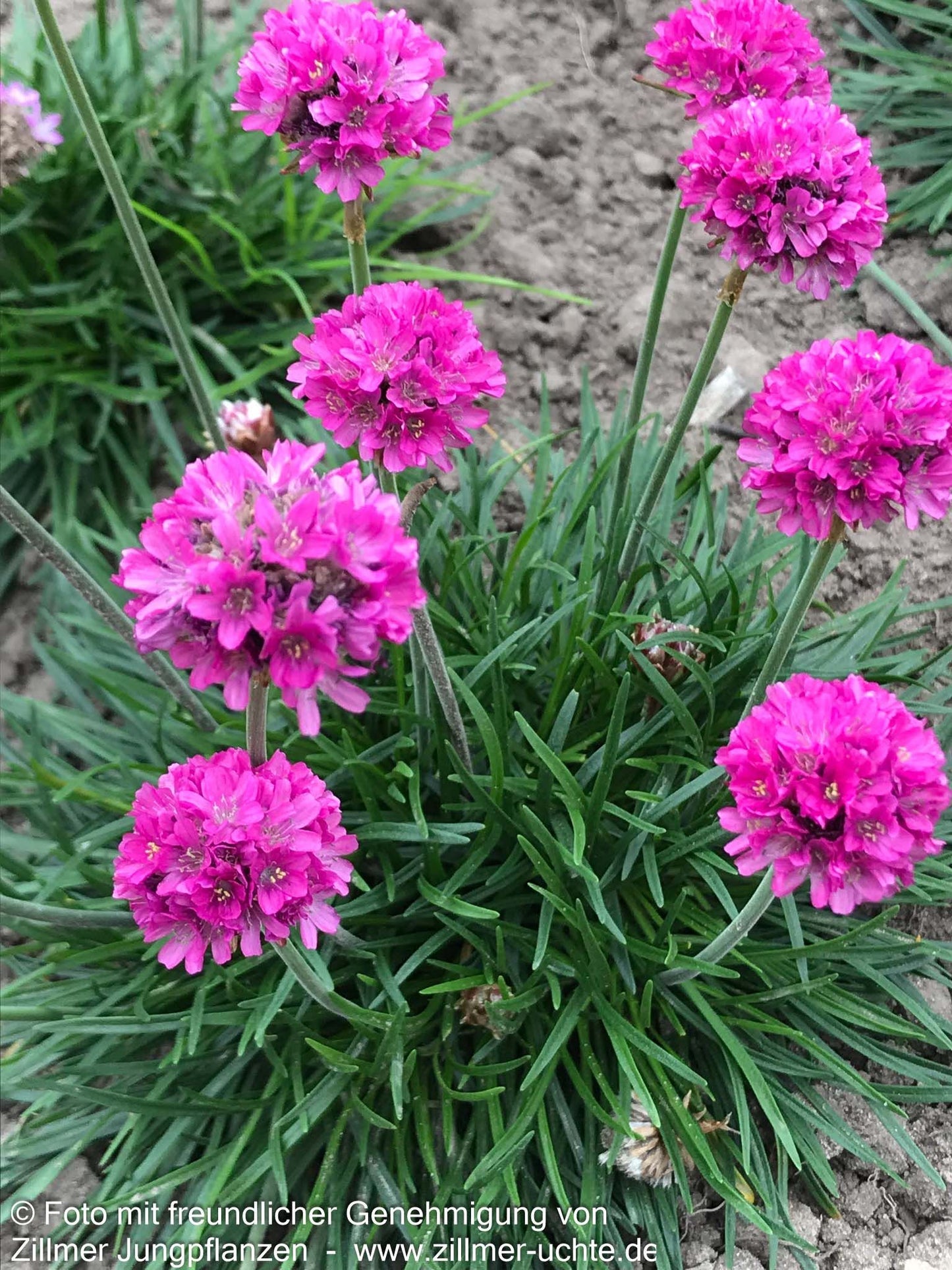 Grasnelke 'Düsseldorfer Stolz' (Armeria maritima)