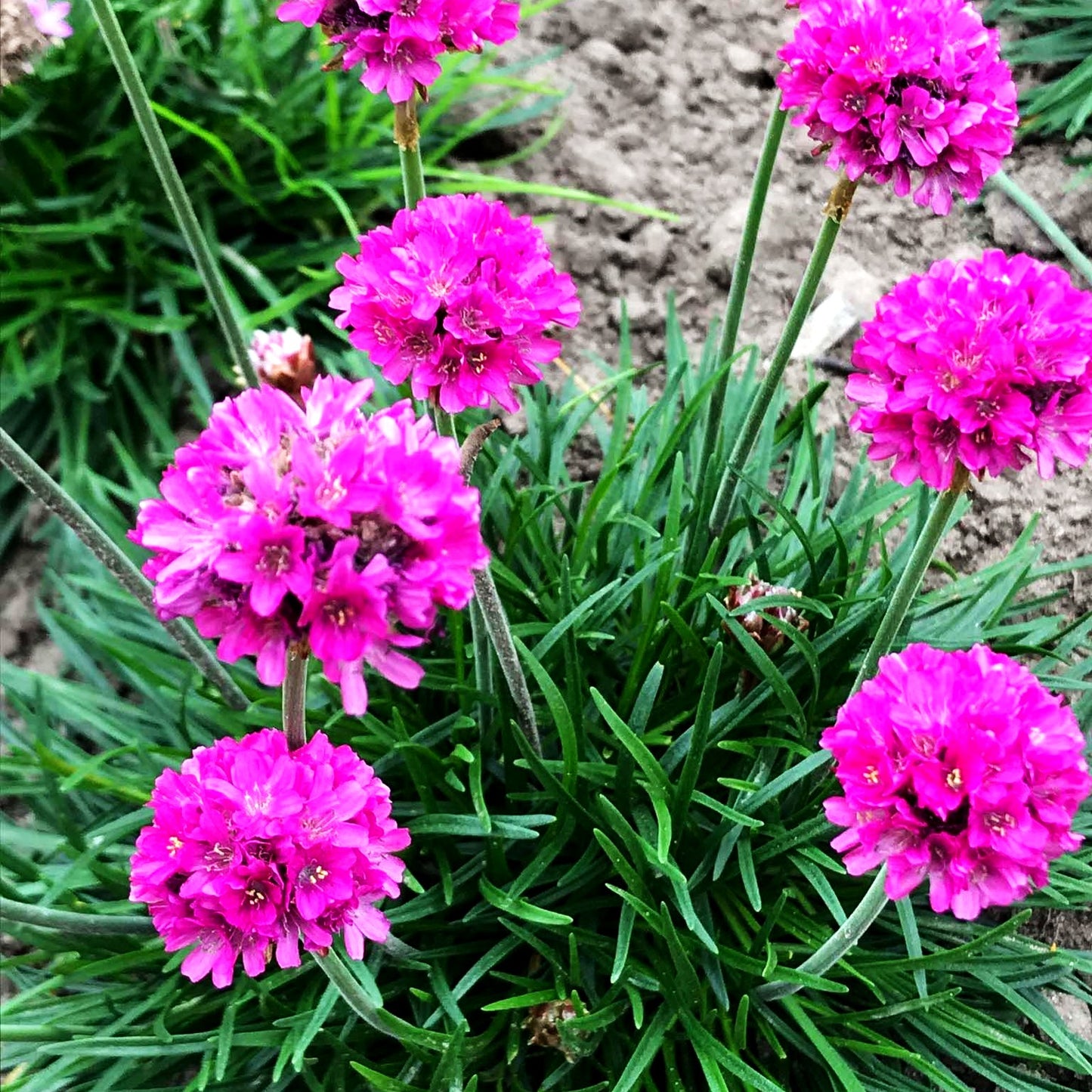 Grasnelke 'Düsseldorfer Stolz' (Armeria maritima)