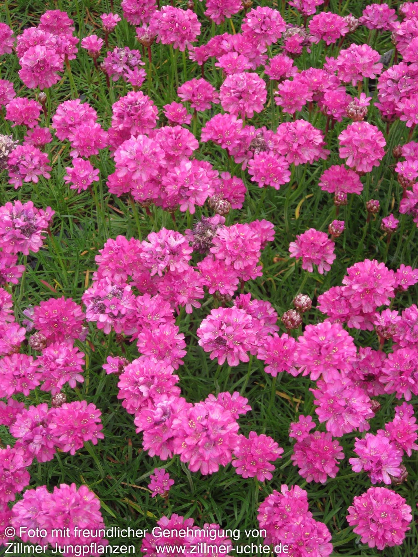 Grasnelke 'Düsseldorfer Stolz' (Armeria maritima)