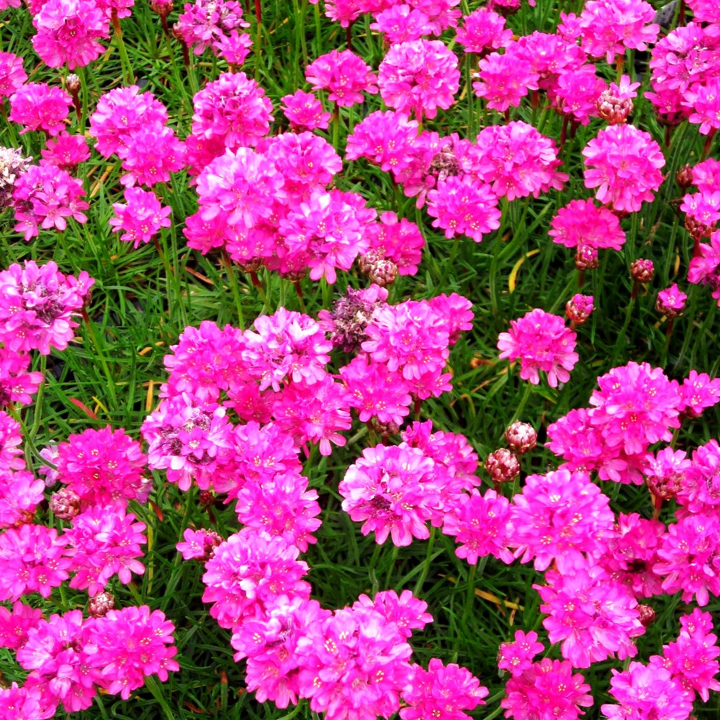 Grasnelke 'Düsseldorfer Stolz' (Armeria maritima)