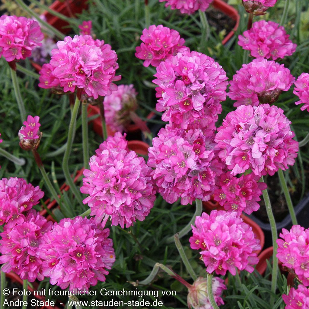 Grasnelke 'Düsseldorfer Stolz' (Armeria maritima)