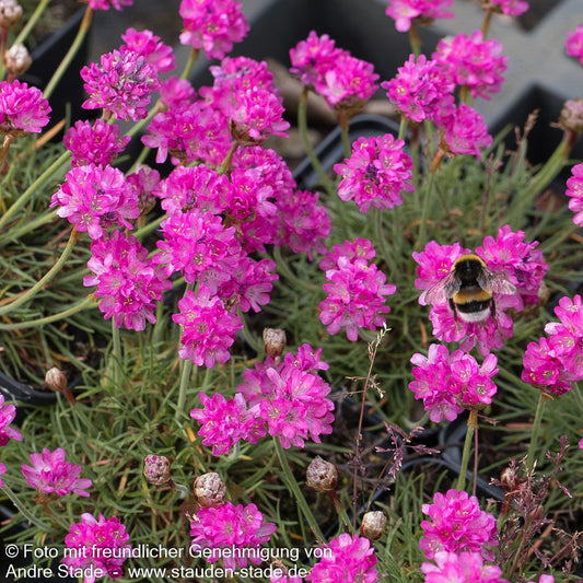 Grasnelke 'Frühlingszauber' (Armeria maritima)