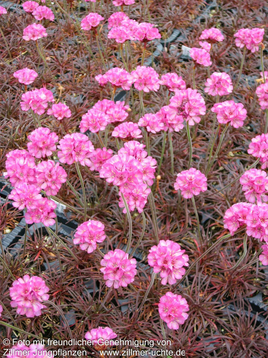 Grasnelke 'Vesuv' (Armeria maritima)