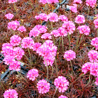 Grasnelke 'Vesuv' (Armeria maritima)