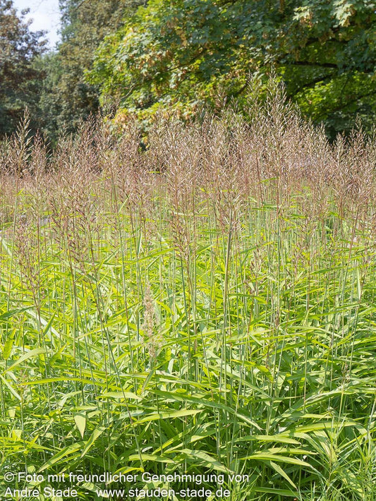 Graubartgras (Spodiopogon sibiricus)