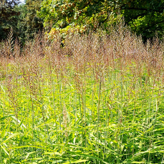 Graubartgras (Spodiopogon sibiricus)
