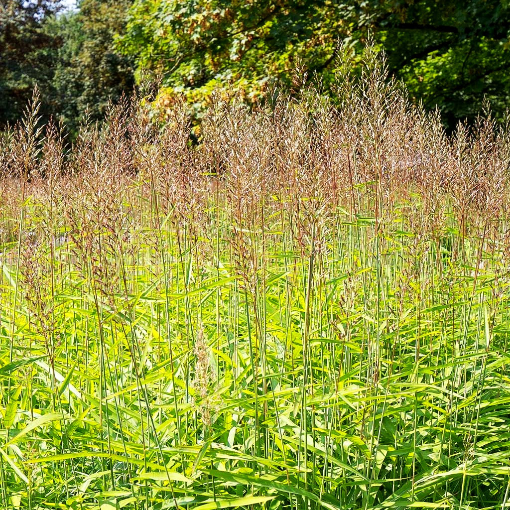 Graubartgras (Spodiopogon sibiricus)