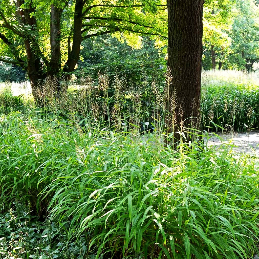 Graubartgras (Spodiopogon sibiricus)