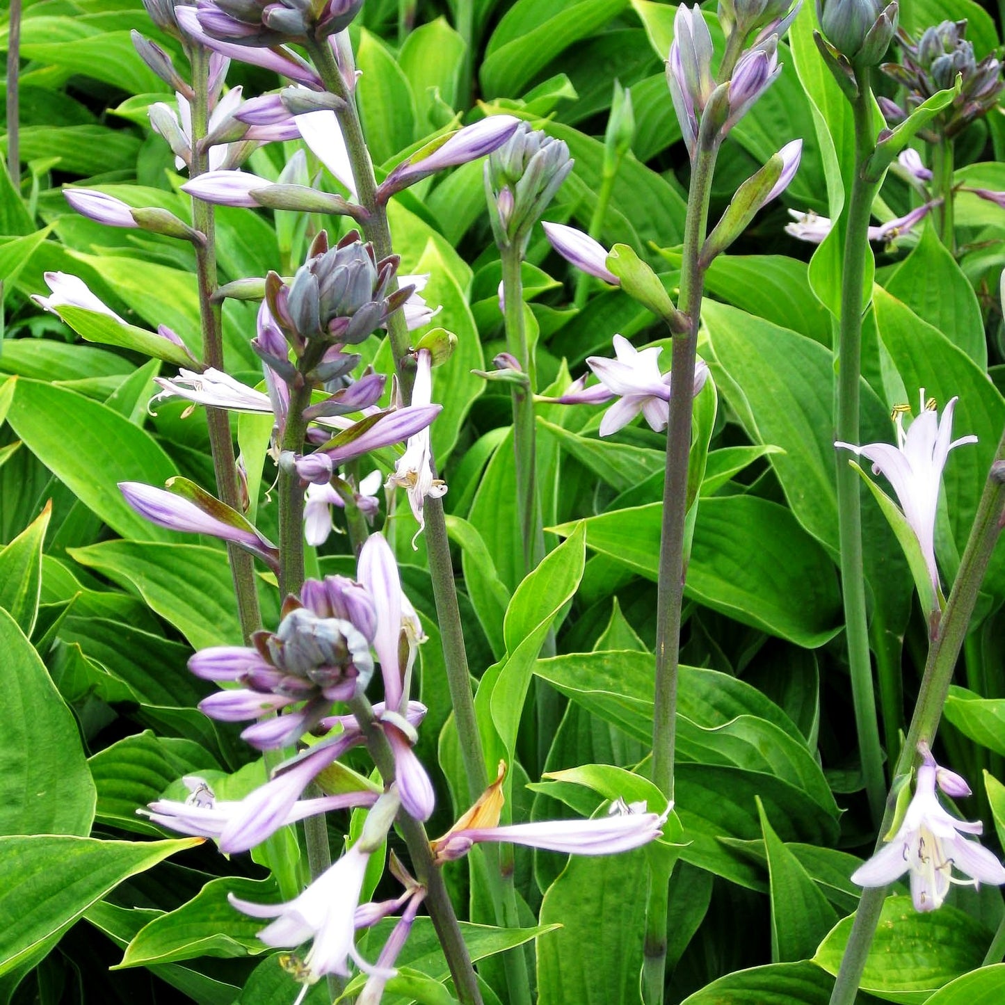 Graublättrige Hyazinthen-Funkie 'Hyacinthina' (Hosta x fortunei)