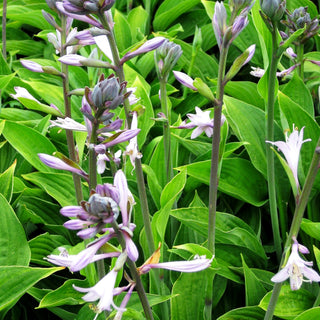 Graublättrige Hyazinthen-Funkie 'Hyacinthina' (Hosta x fortunei)