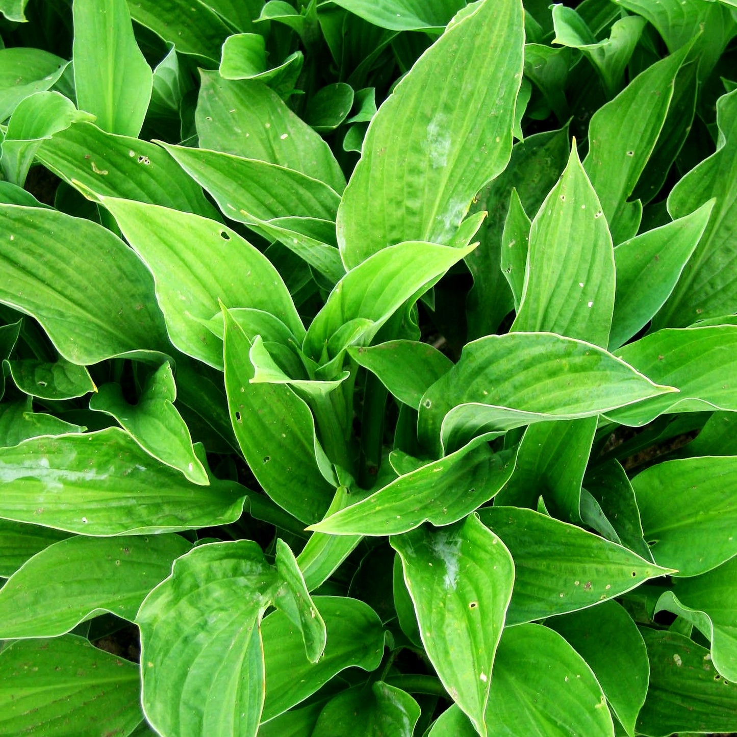 Graublättrige Hyazinthen-Funkie 'Hyacinthina' (Hosta x fortunei)