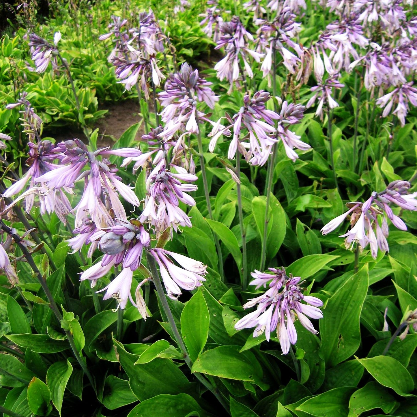 Graublättrige Hyazinthen-Funkie 'Hyacinthina' (Hosta x fortunei)
