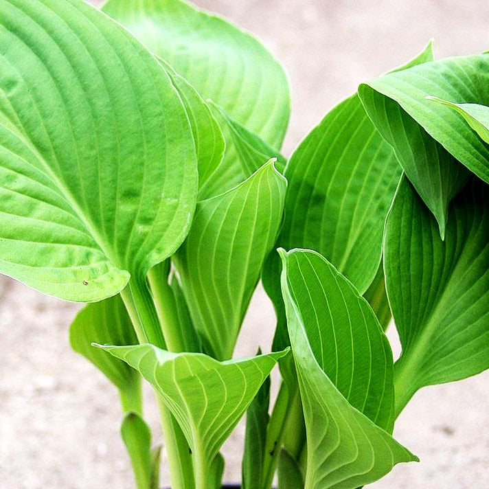 Graublättrige Hyazinthen-Funkie 'Hyacinthina' (Hosta x fortunei)