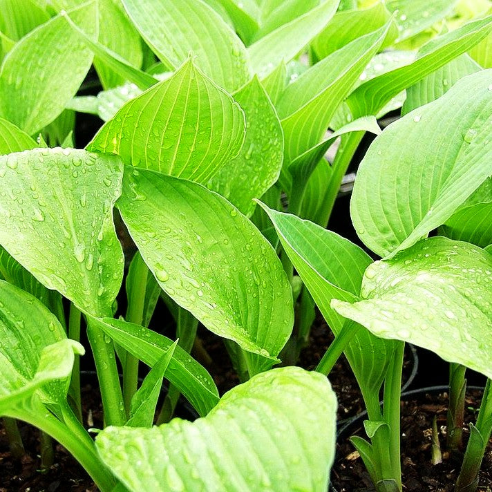 Graublättrige Hyazinthen-Funkie 'Hyacinthina' (Hosta x fortunei)