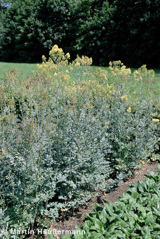 Graublättrige Wiesenraute (Thalictrum flavum ssp.glaucum)