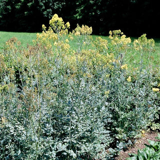 Graublättrige Wiesenraute (Thalictrum flavum ssp.glaucum)