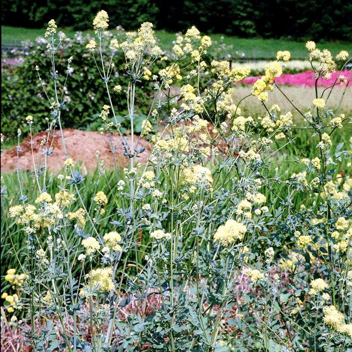 Graublättrige Wiesenraute (Thalictrum flavum ssp.glaucum)