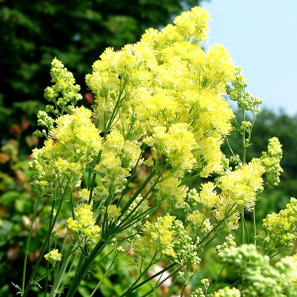 Graublättrige Wiesenraute (Thalictrum flavum ssp.glaucum)