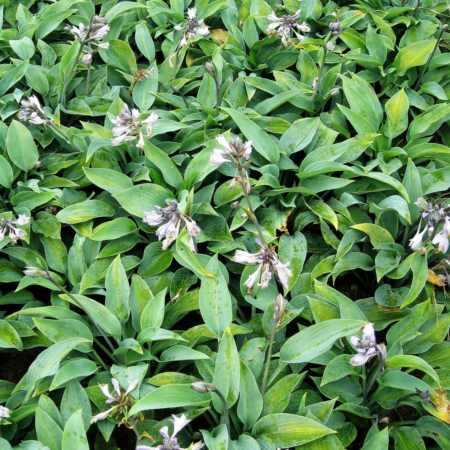 Graublaue Funkie 'Halcyon' (Hosta x tardiana)