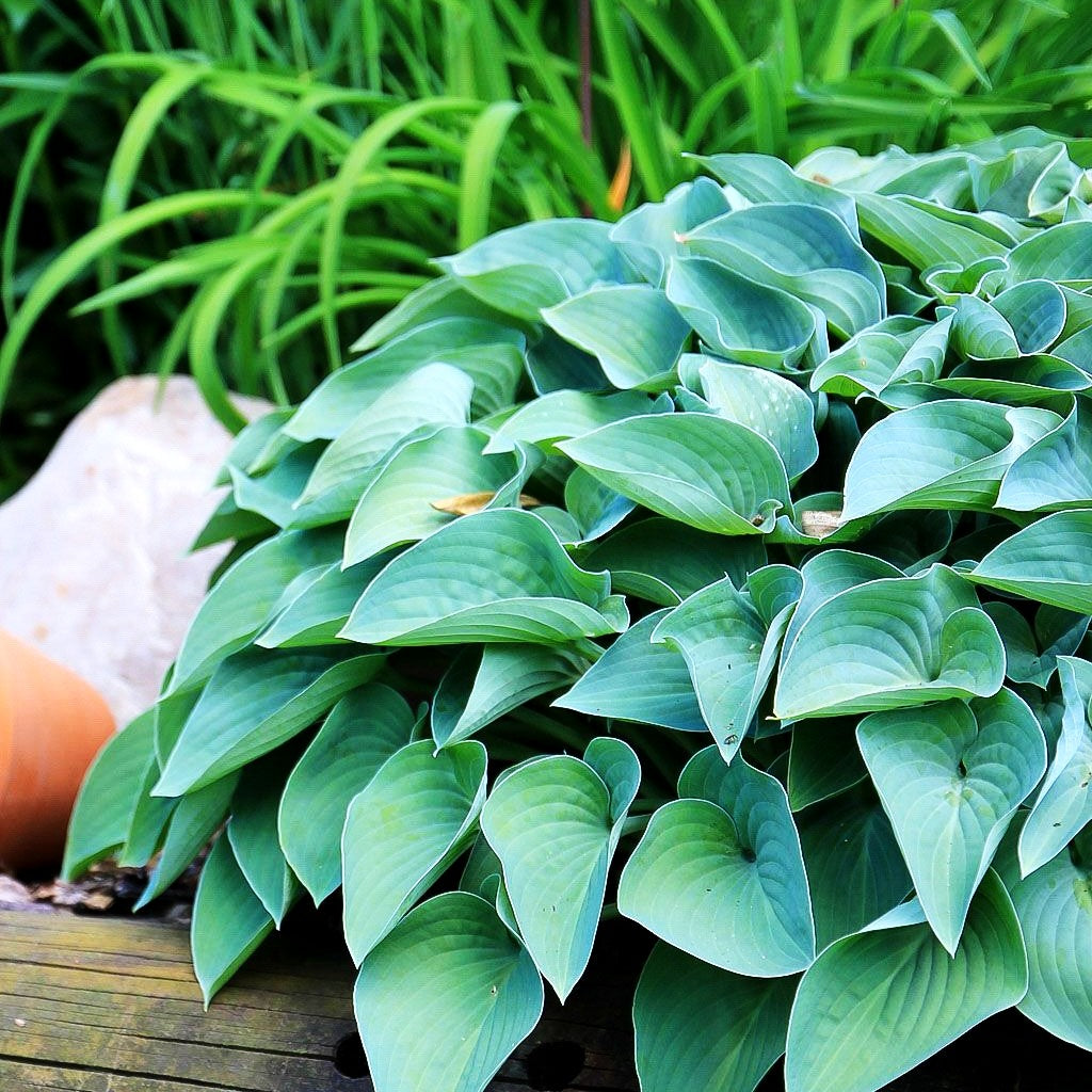 Graublaue Funkie 'Halcyon' (Hosta x tardiana)