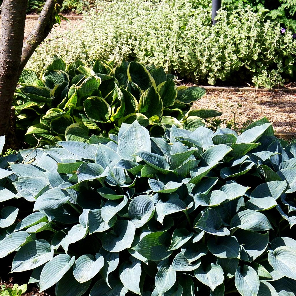 Graublaue Funkie 'Halcyon' (Hosta x tardiana)