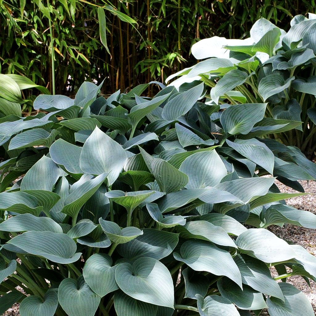 Graublaue Funkie 'Halcyon' (Hosta x tardiana)