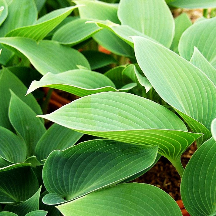 Graublaue Funkie 'Halcyon' (Hosta x tardiana)