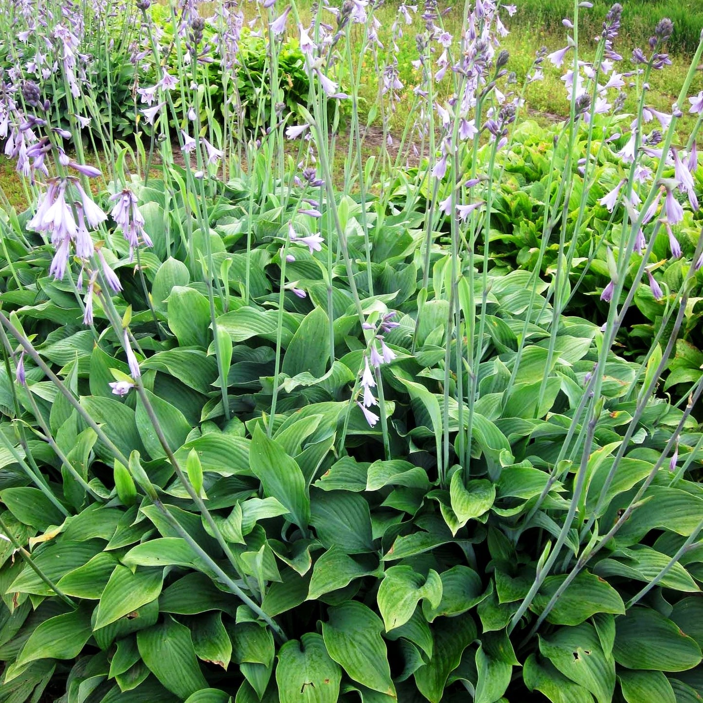 Graublaue Funkie 'Krossa Regal' (Hosta nigrescens)