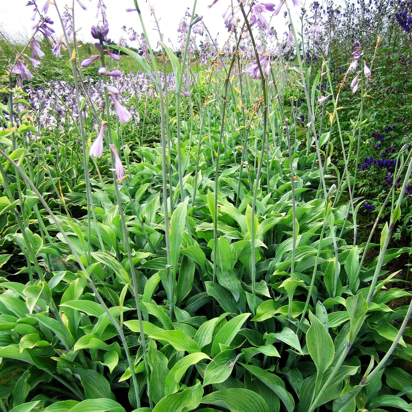 Graublaue Funkie 'Krossa Regal' (Hosta nigrescens)