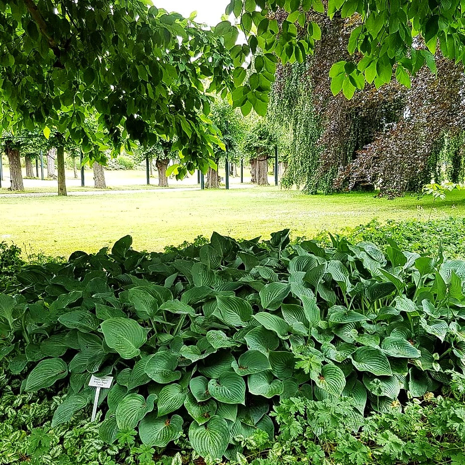 Graublaue Funkie 'Krossa Regal' (Hosta nigrescens)