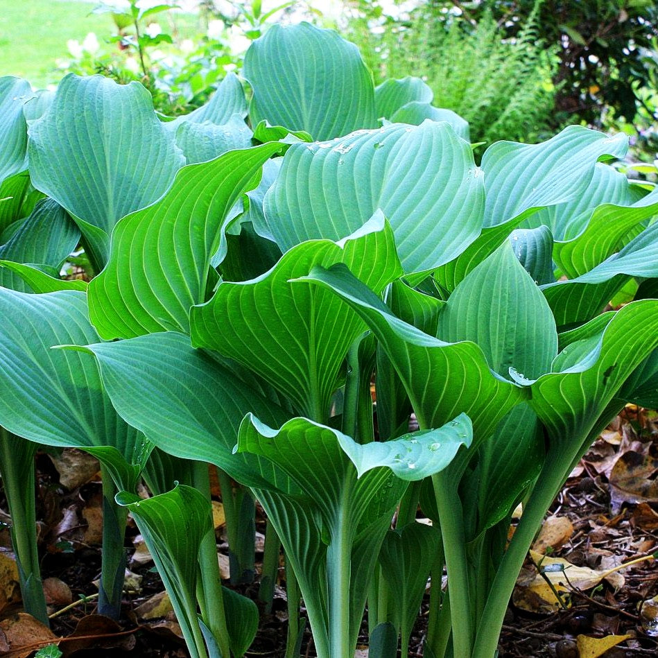 Graublaue Funkie 'Krossa Regal' (Hosta nigrescens)