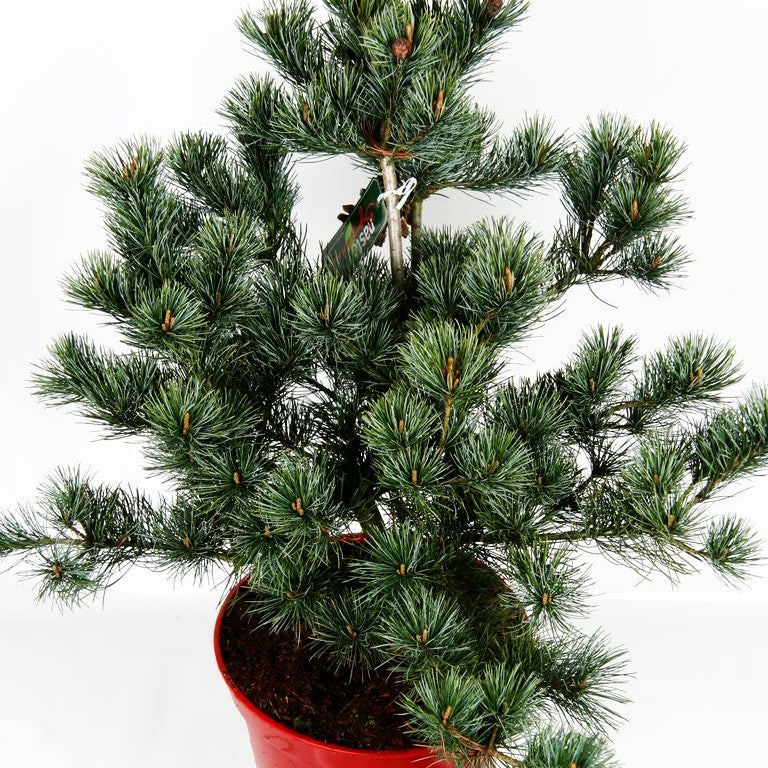 Graublaue Mädchen-Kiefer 'Negishi' (Pinus parviflora)