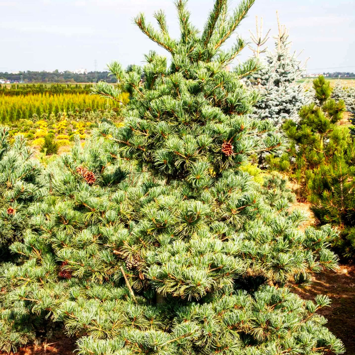 Graublaue Mädchen-Kiefer 'Negishi' (Pinus parviflora)