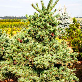 Graublaue Mädchen-Kiefer 'Negishi' (Pinus parviflora)