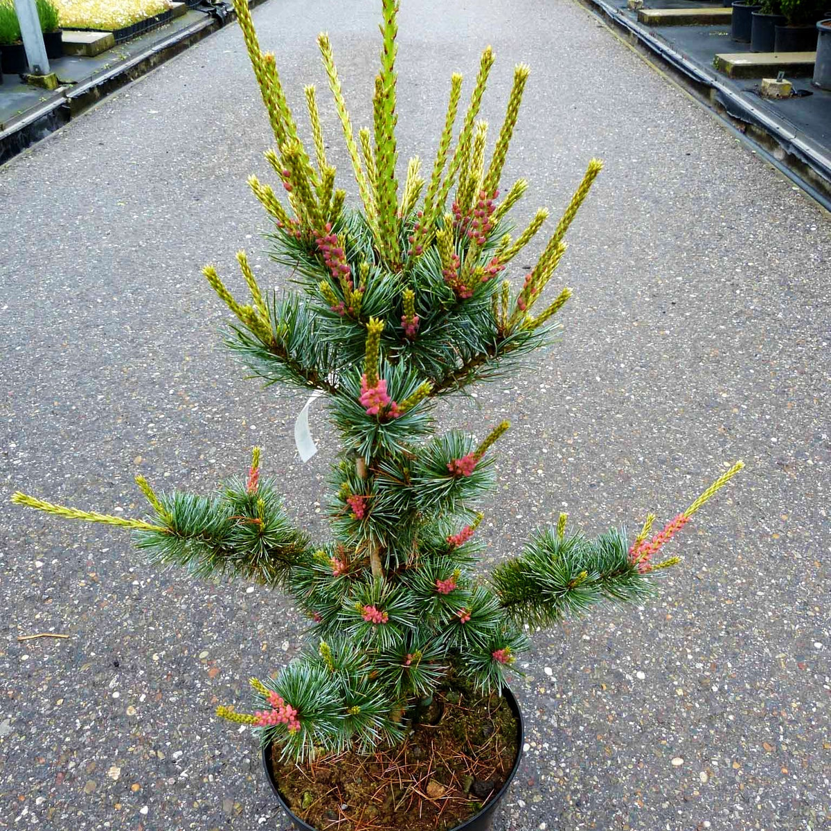 Graublaue Mädchen-Kiefer 'Negishi' (Pinus parviflora)