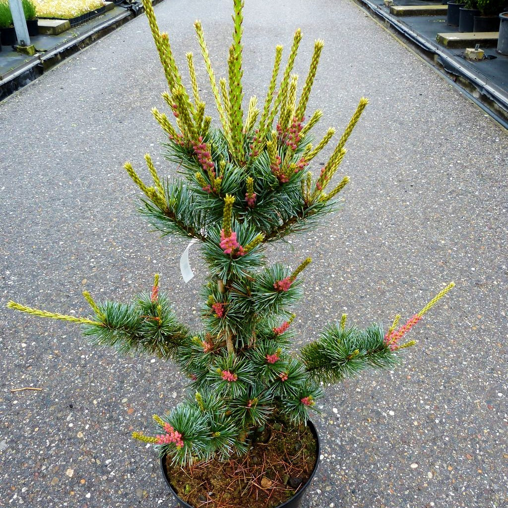 Graublaue Mädchen-Kiefer 'Negishi' (Pinus parviflora)