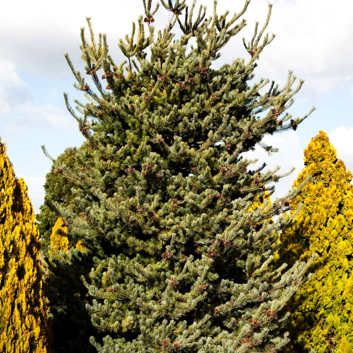 Graublaue Mädchen-Kiefer 'Negishi' (Pinus parviflora)