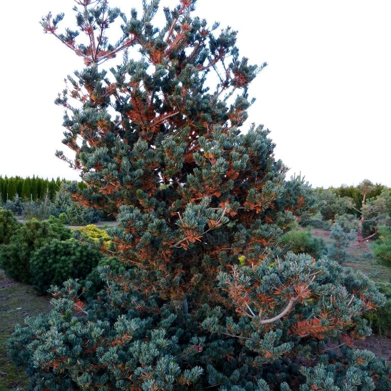 Graublaue Mädchen-Kiefer 'Negishi' (Pinus parviflora)